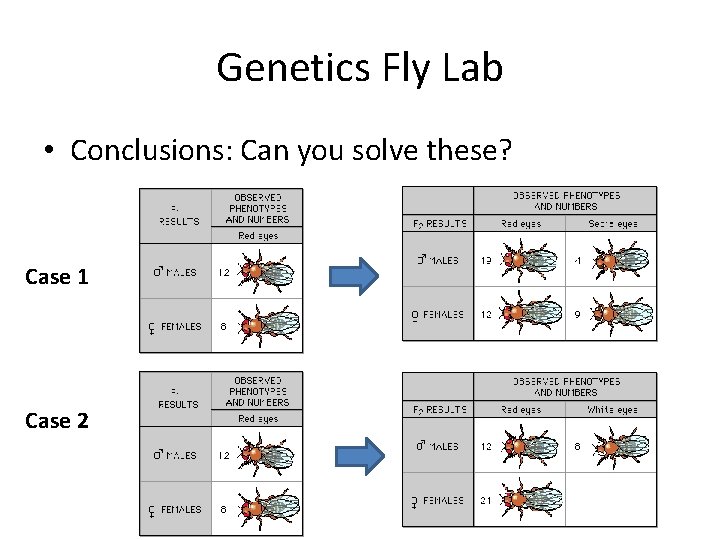 Genetics Fly Lab • Conclusions: Can you solve these? Case 1 Case 2 