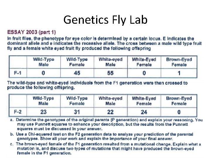 Genetics Fly Lab 