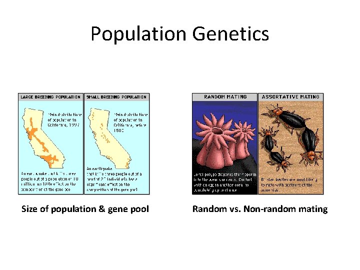 Population Genetics Size of population & gene pool Random vs. Non-random mating 