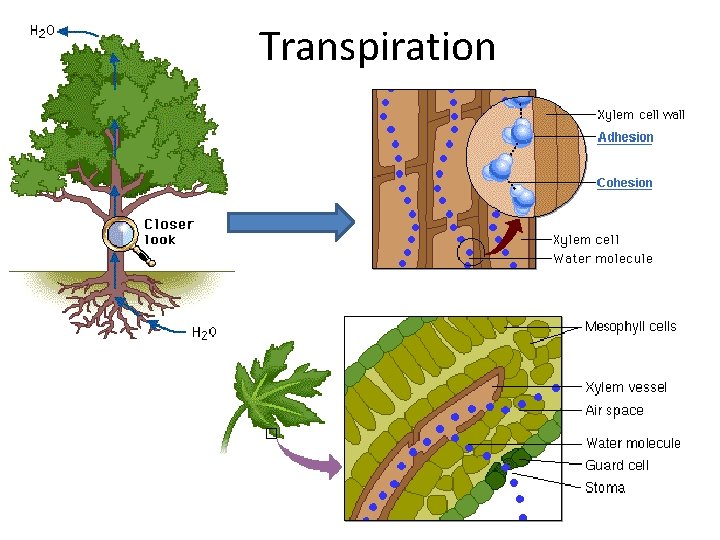 Transpiration 