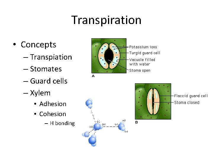 Transpiration • Concepts – Transpiation – Stomates – Guard cells – Xylem • Adhesion