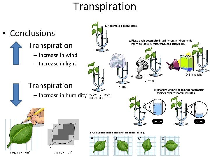 Transpiration • Conclusions – Transpiration – Increase in wind – Increase in light –