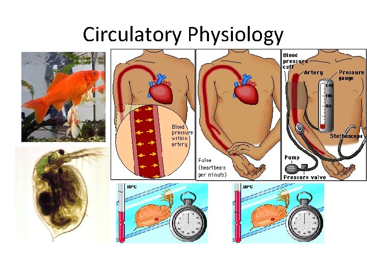 Circulatory Physiology 