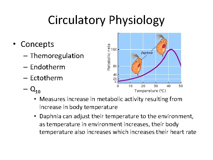 Circulatory Physiology • Concepts – Themoregulation – Endotherm – Ectotherm – Q 10 •
