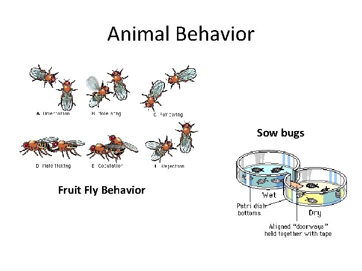 Animal Behavior Sow bugs Fruit Fly Behavior 