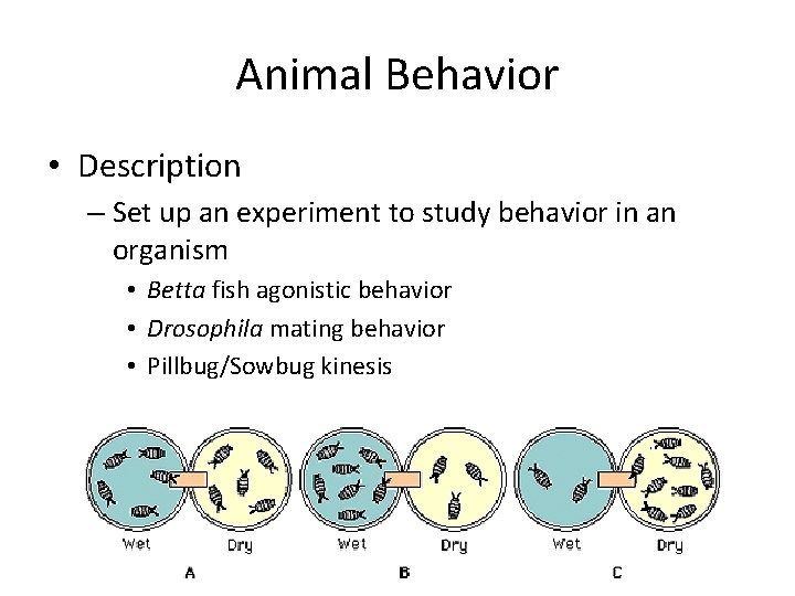 Animal Behavior • Description – Set up an experiment to study behavior in an