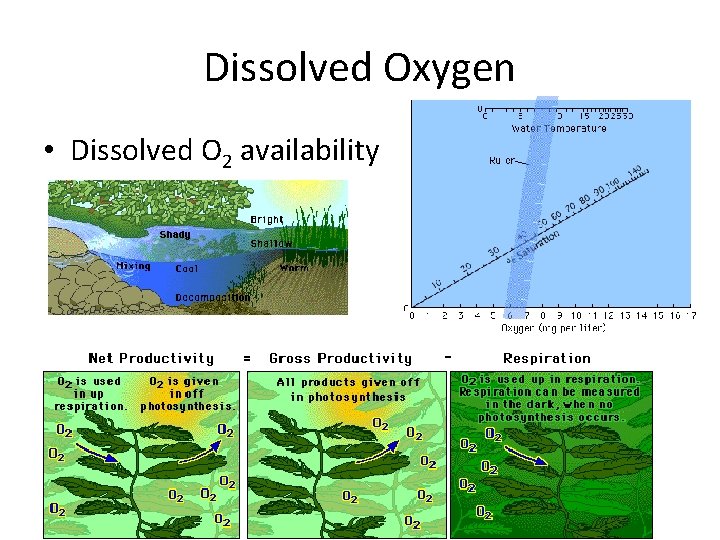 Dissolved Oxygen • Dissolved O 2 availability 