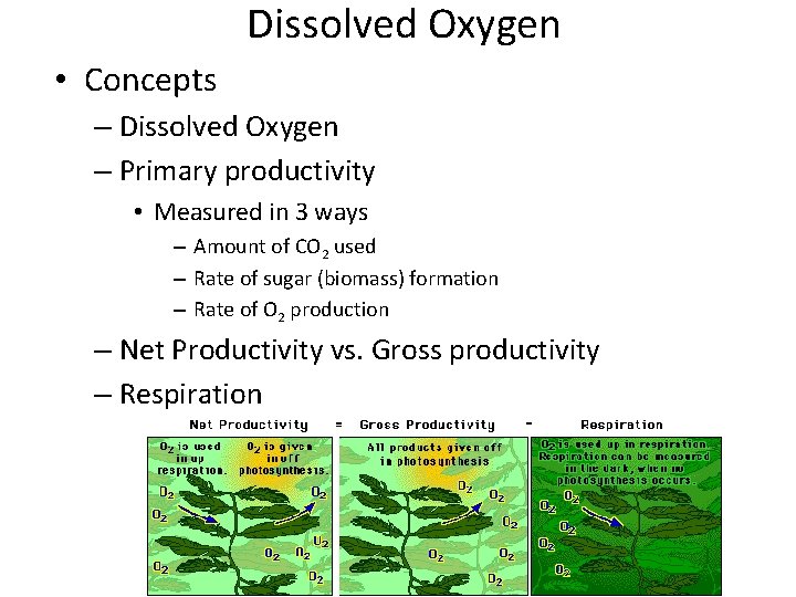 Dissolved Oxygen • Concepts – Dissolved Oxygen – Primary productivity • Measured in 3