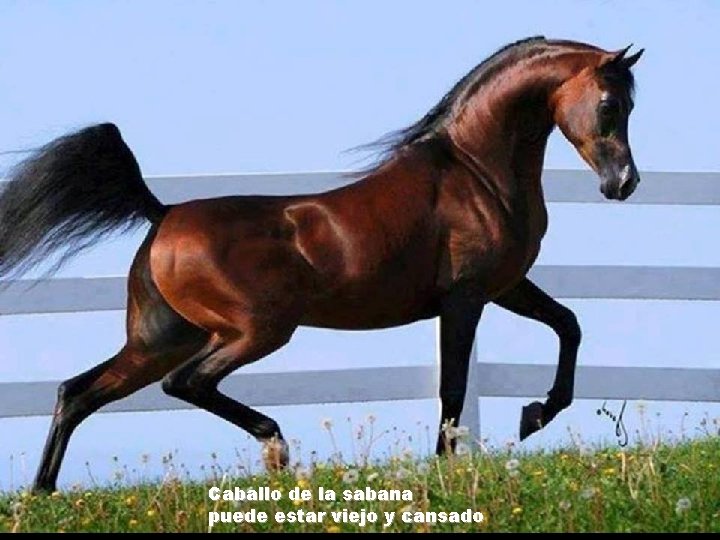 Caballo de la sabana puede estar viejo y cansado 