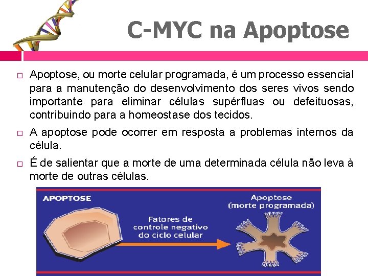 C-MYC na Apoptose Apoptose, ou morte celular programada, é um processo essencial para a