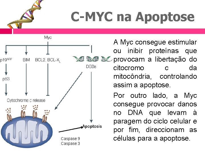 C-MYC na Apoptose Caspase 9 Caspase 3 A Myc consegue estimular ou inibir proteínas