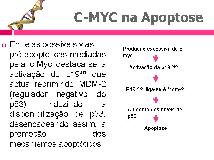 C-MYC na Apoptose Entre as possíveis vias pró-apoptóticas mediadas pela c-Myc destaca-se a activação