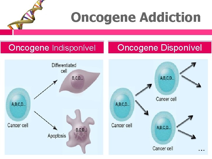 Oncogene Addiction Oncogene Indisponível Oncogene Disponível 