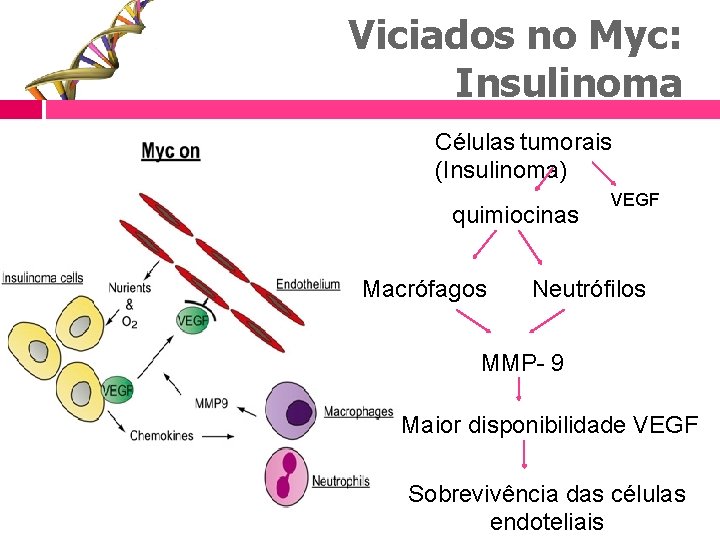 Viciados no Myc: Insulinoma Células tumorais (Insulinoma) quimiocinas Macrófagos VEGF Neutrófilos MMP- 9 Maior