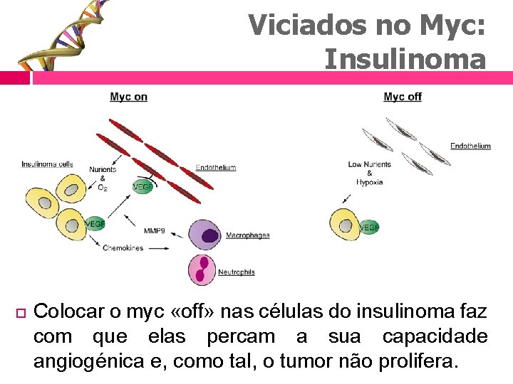 Viciados no Myc: Insulinoma Colocar o myc «off» nas células do insulinoma faz com