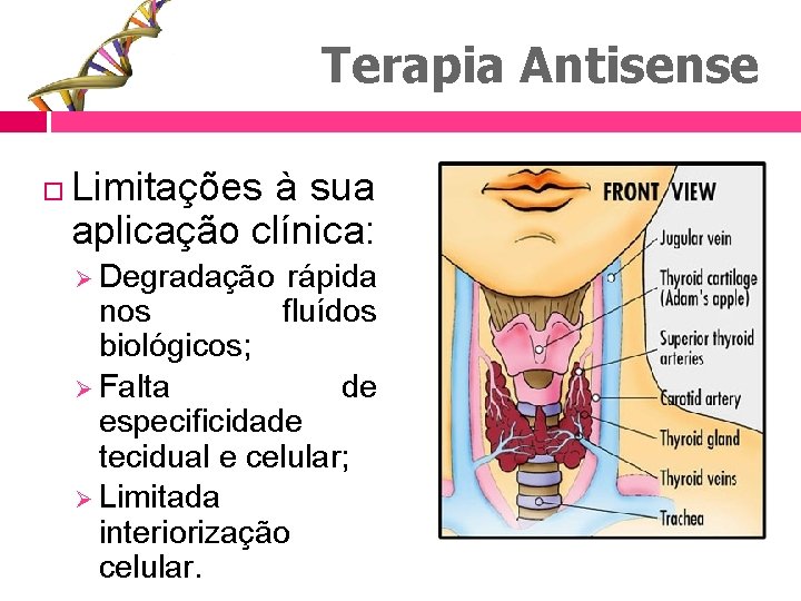 Terapia Antisense Limitações à sua aplicação clínica: Ø Degradação rápida fluídos nos biológicos; Ø