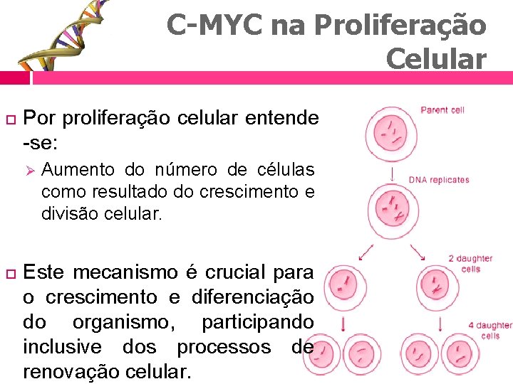 C-MYC na Proliferação Celular Por proliferação celular entende -se: Ø Aumento do número de