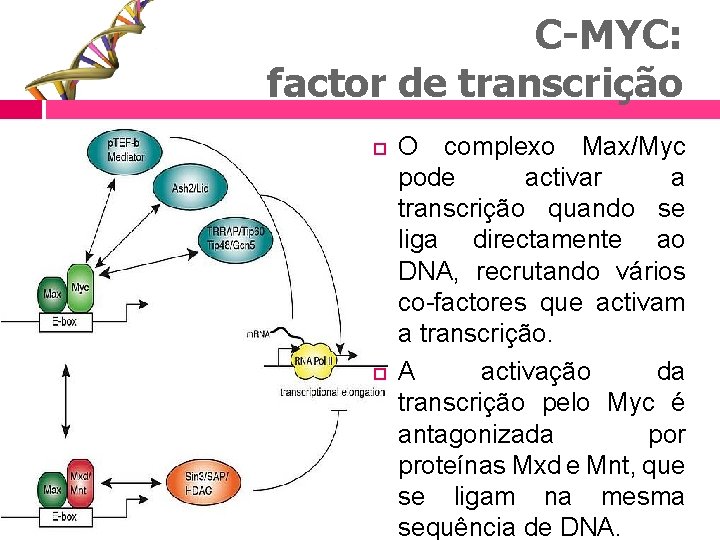 C-MYC: factor de transcrição O complexo Max/Myc pode activar a transcrição quando se liga