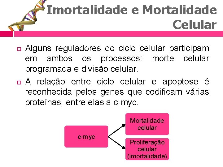 Imortalidade e Mortalidade Celular Alguns reguladores do ciclo celular participam em ambos os processos: