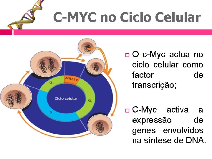 C-MYC no Ciclo Celular O c-Myc actua no ciclo celular como factor de transcrição;