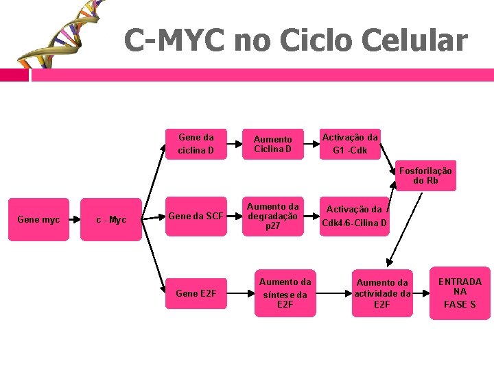 C-MYC no Ciclo Celular Gene da ciclina D Aumento Ciclina D Activação da G