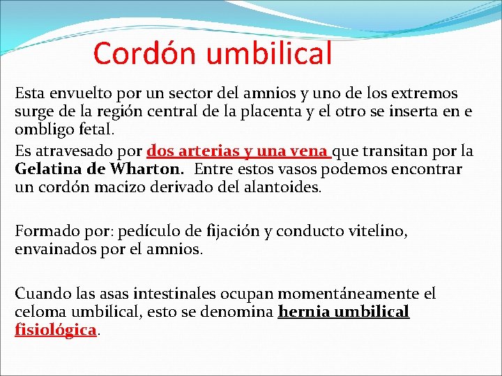 Cordón umbilical Esta envuelto por un sector del amnios y uno de los extremos