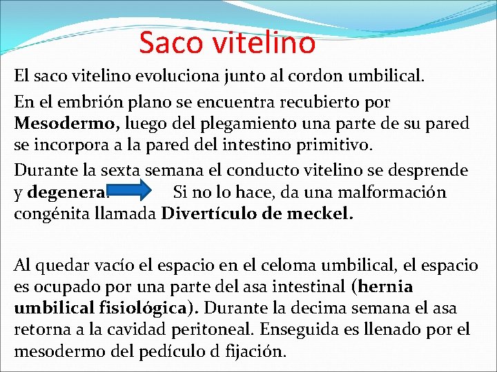 Saco vitelino El saco vitelino evoluciona junto al cordon umbilical. En el embrión plano