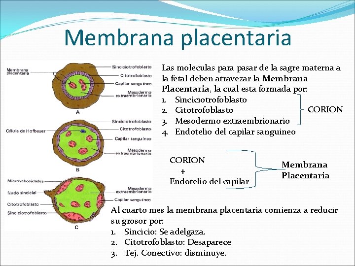 Membrana placentaria Las moleculas para pasar de la sagre materna a la fetal deben