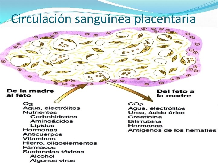 Circulación sanguínea placentaria 