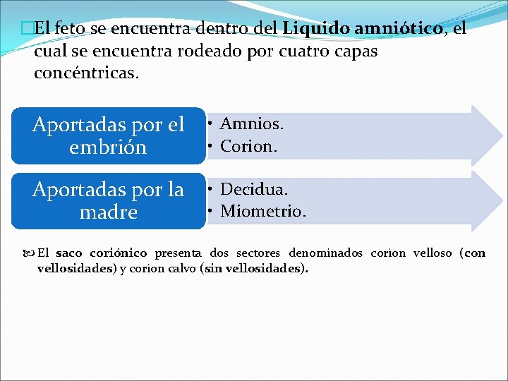 �El feto se encuentra dentro del Liquido amniótico, el cual se encuentra rodeado por