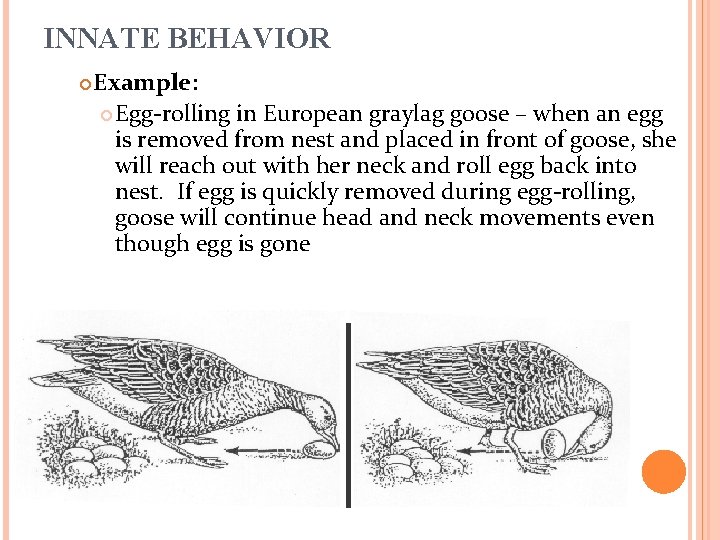 INNATE BEHAVIOR Example: Egg-rolling in European graylag goose – when an egg is removed