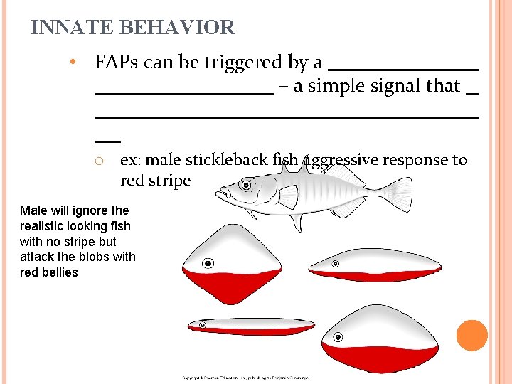 INNATE BEHAVIOR • FAPs can be triggered by a – a simple signal that