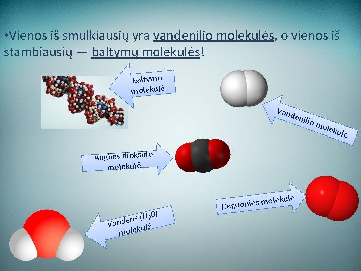  • Vienos iš smulkiausių yra vandenilio molekulės, o vienos iš stambiausių — baltymų