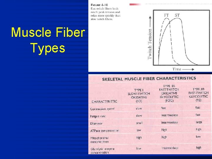 Muscle Fiber Types 