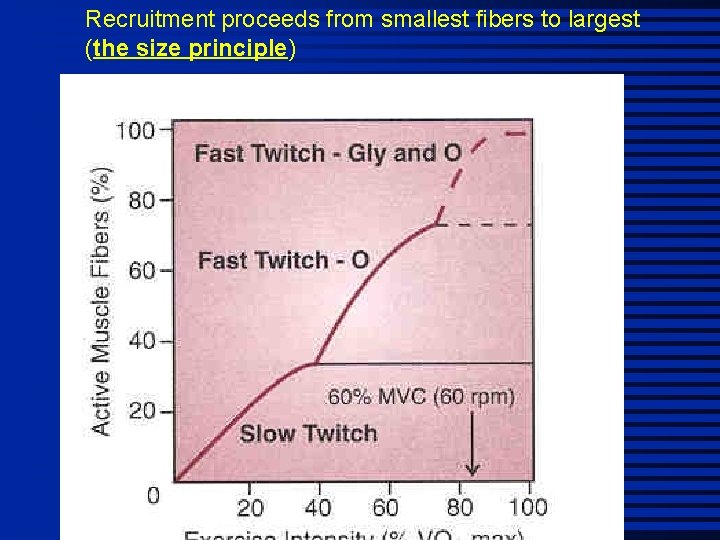 Recruitment proceeds from smallest fibers to largest (the size principle) 