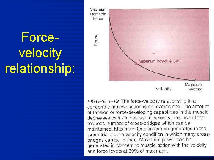 Forcevelocity relationship: 