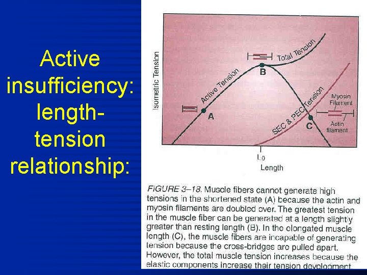 Active insufficiency: lengthtension relationship: 