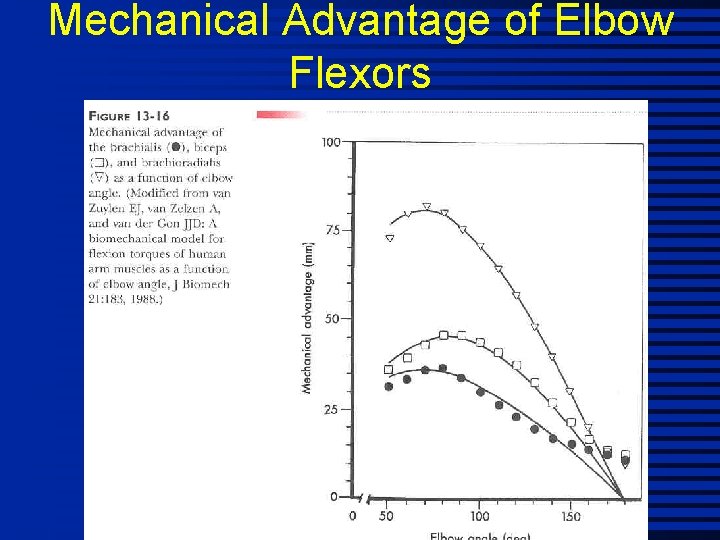 Mechanical Advantage of Elbow Flexors 
