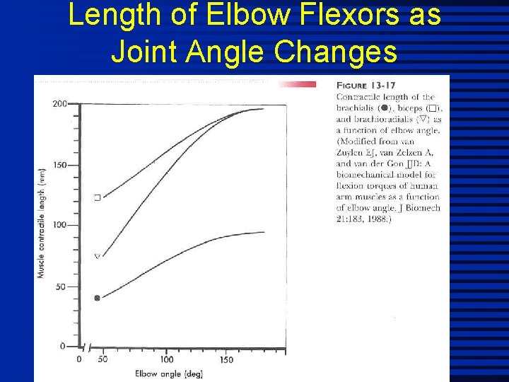 Length of Elbow Flexors as Joint Angle Changes 