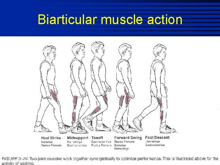 Biarticular muscle action 