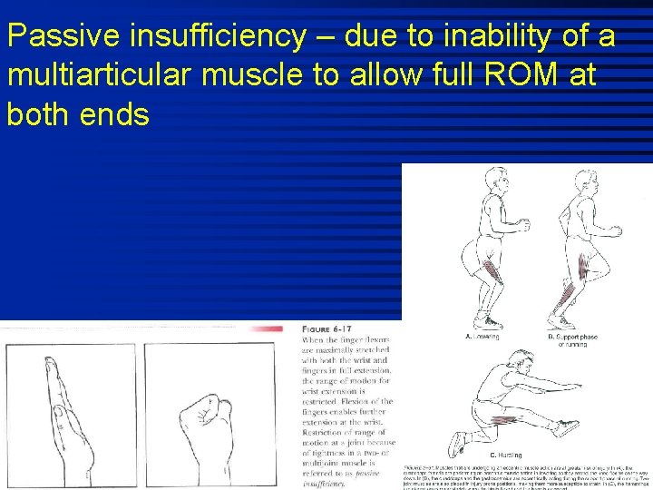 Passive insufficiency – due to inability of a multiarticular muscle to allow full ROM