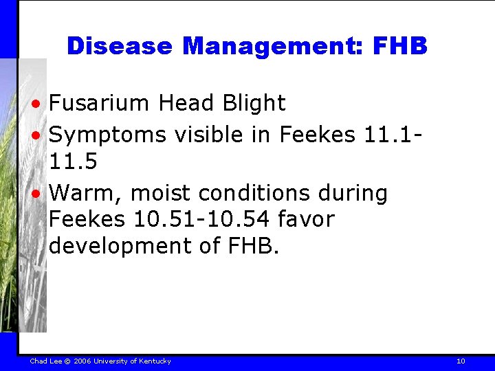 Disease Management: FHB • Fusarium Head Blight • Symptoms visible in Feekes 11. 111.