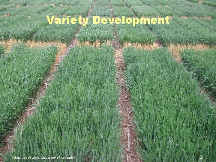 Variety Development Chad Lee © 2006 University of Kentucky 13 