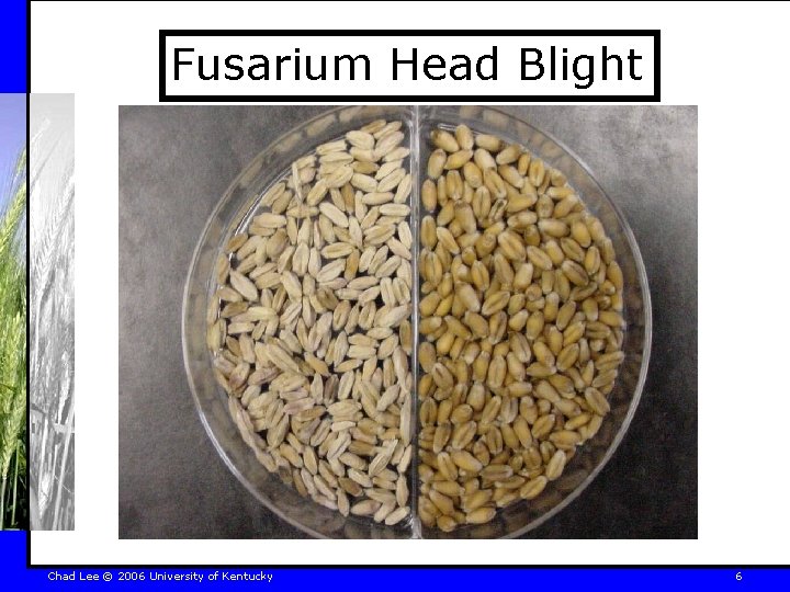 Fusarium Head Blight Chad Lee © 2006 University of Kentucky 6 