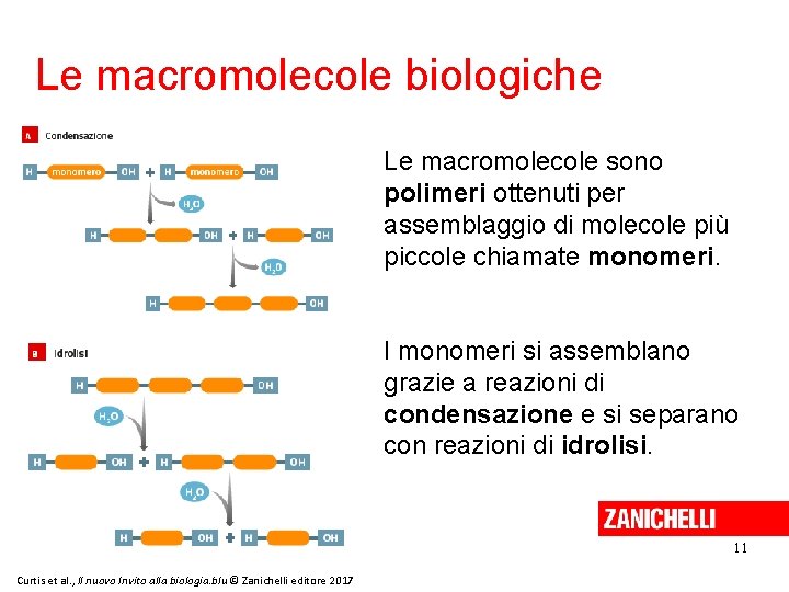 Le macromolecole biologiche Le macromolecole sono polimeri ottenuti per assemblaggio di molecole più piccole