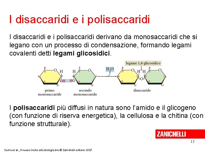 I disaccaridi e i polisaccaridi derivano da monosaccaridi che si legano con un processo