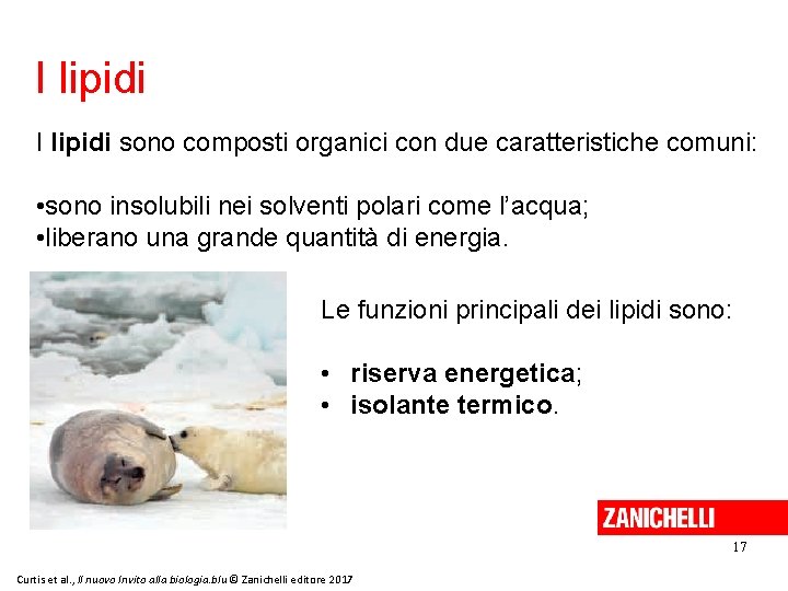 I lipidi sono composti organici con due caratteristiche comuni: • sono insolubili nei solventi