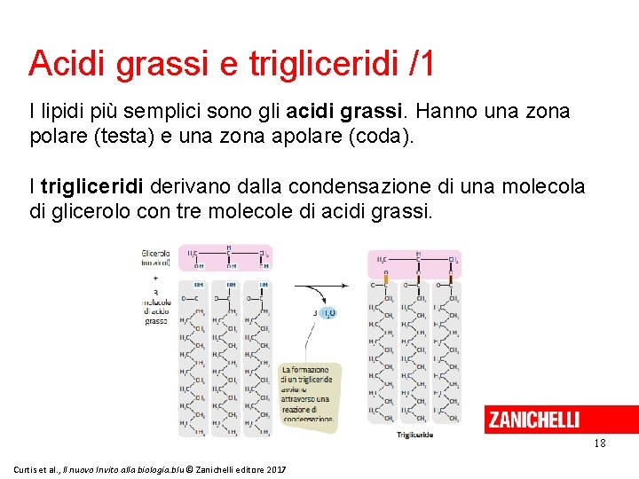 Acidi grassi e trigliceridi /1 I lipidi più semplici sono gli acidi grassi. Hanno