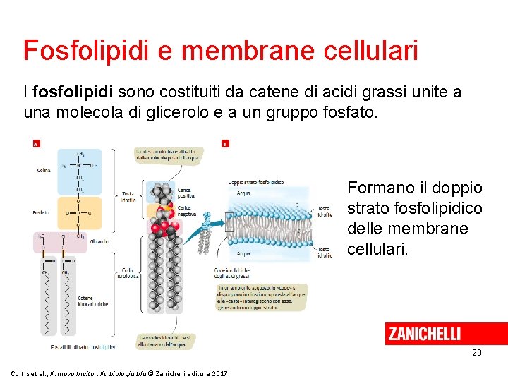 Fosfolipidi e membrane cellulari I fosfolipidi sono costituiti da catene di acidi grassi unite