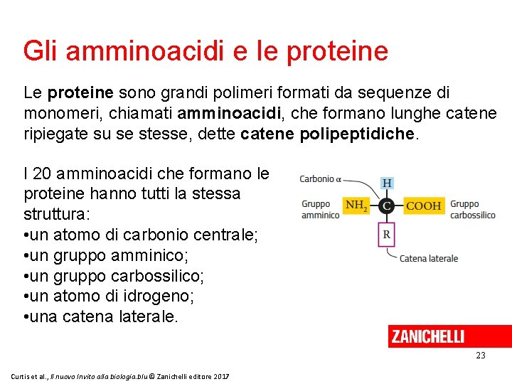 Gli amminoacidi e le proteine Le proteine sono grandi polimeri formati da sequenze di